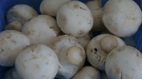 Champignon mushrooms packaging Stock Footage 53223323