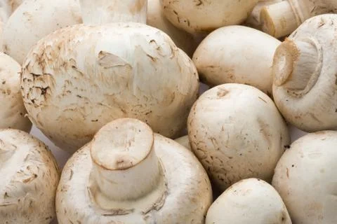 Champignon mushrooms Foto stock