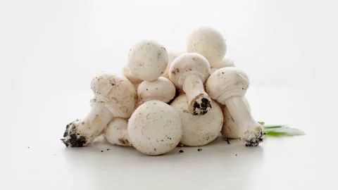 Champignon Mushrooms Rotation On White Background 動画素材 236697635