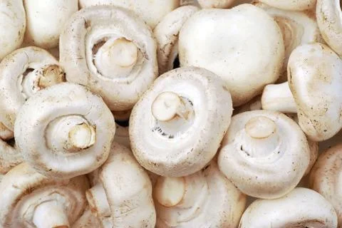 Champignon Stock Photos
