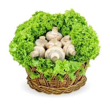 Champignon Stock Photos