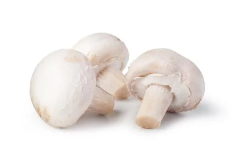 Champignon Stock Photos