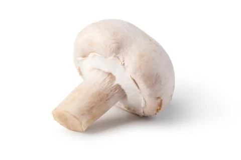 Champignon Stock Photos