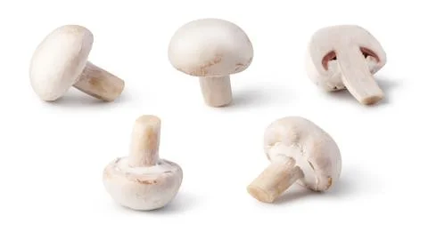 Champignon Stock Photos