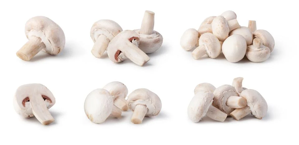 Champignon Stock Photos