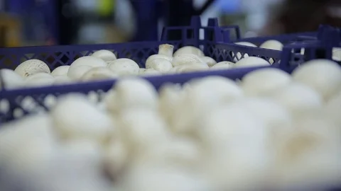 Champignons in the basket - close-up  Stock Footage 86975241