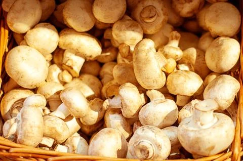 Champignons in the basket Stock Photos