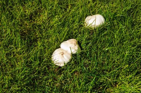 Champignons grow from green grass Stock Photos