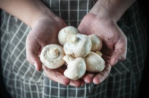 Champignons in hand Stock-Fotos