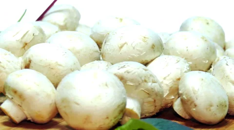 Champignons mushrooms Vidéo 47254703