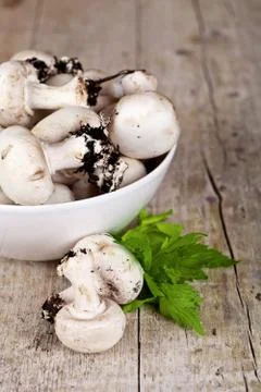 Champignons with parsley Stock Photos