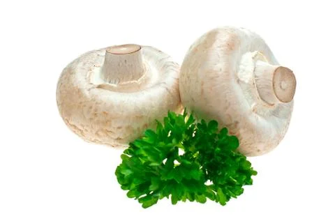Champignons. Stock Photos