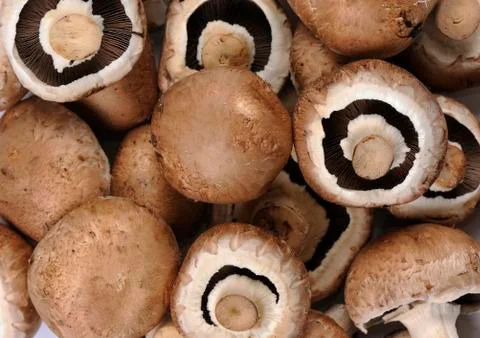 Champignons Stock Photos