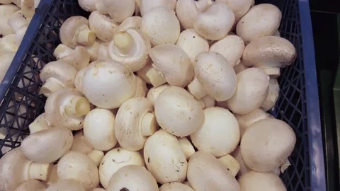 Champignons in the store close-up Stock Footage 233625850