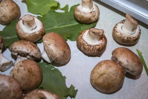Champignons on white background  The concept of eating mushrooms Stock Photos
