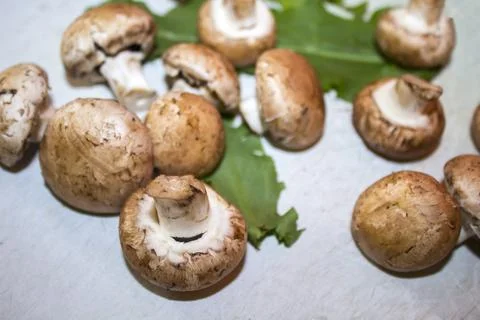 Champignons on white background  The concept of eating mushrooms Stock Photos