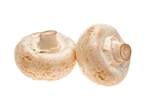 Champignons, white background, Stock Photos