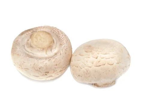 Champignons on a white background Stock Photos