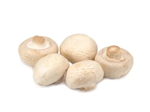 Champignons on a white background Stock Photos