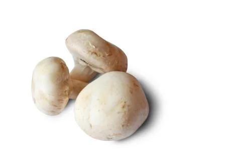 Champignons on a white background Stock Photos