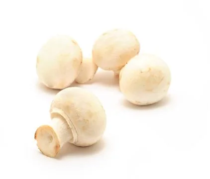 Champignons on white 스톡 사진