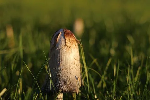 Champingon in grass. Stock-Fotos
