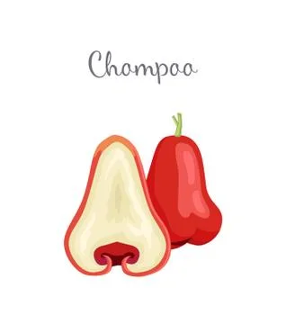 Champoo Exotic Juicy Fruit Vector Isolated. Java apple Illustrazione stock