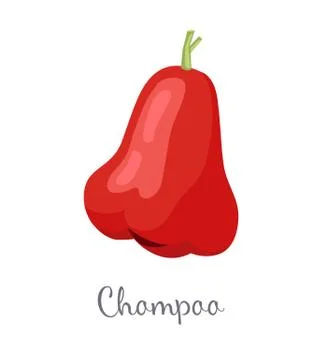 Champoo Exotic Juicy Fruit Vector Isolated. Java apple Stockillustratie
