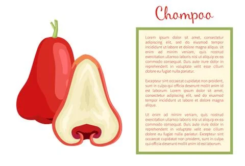 Champoo Exotic Ripe Fruit Vector Poster Java Apple Stock-Illustration
