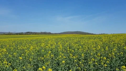 Champs de Colza Stock Footage 152540255