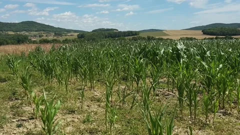 Champs de Maïs vert Stock Footage 152540418