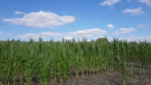 Champs de maïs vert Stock Footage 152540422