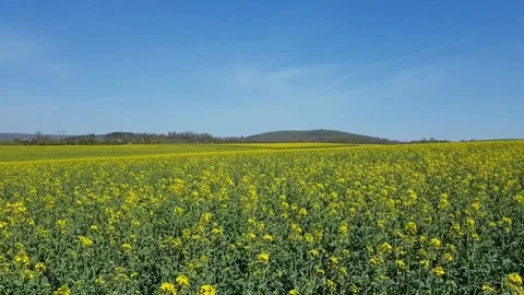 Champs de soja vert Stock Footage 152540419