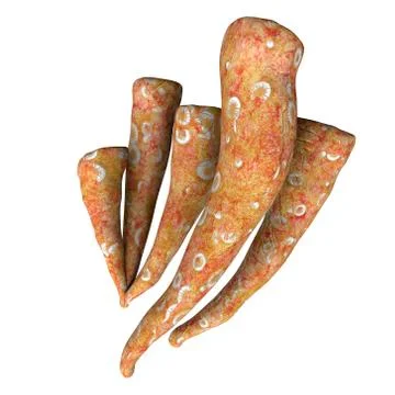 Chancelloria pentacta Sponge Stock Illustration