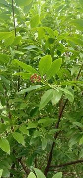 Chandan tree Stock Photos