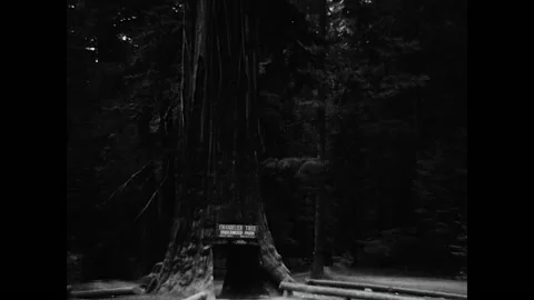 Chandelier Tree 1950 Stock Footage 152919040