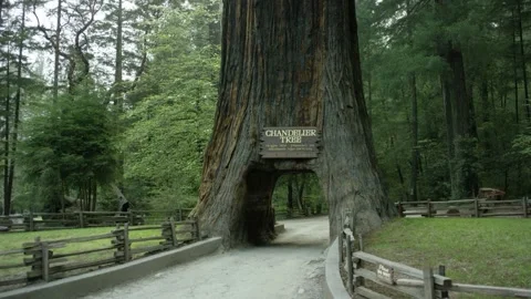 The Chandelier Tree in Drive-Thru Tree Park 01 Stock Footage 145882392