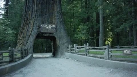 The Chandelier Tree in Drive-Thru Tree Park 02 Stock Footage 145884113