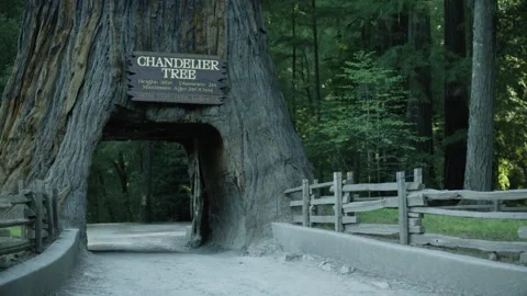 The Chandelier Tree in Drive-Thru Tree Park 21 Stock Footage 145884174