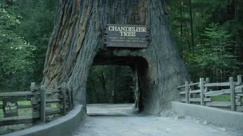 The Chandelier Tree in Drive-Thru Tree Park 20 Stock Footage 145884306