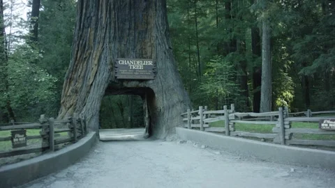 The Chandelier Tree in Drive-Thru Tree Park 19 Stock Footage 145884379
