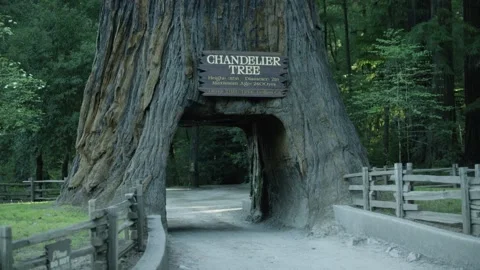 The Chandelier Tree in Drive-Thru Tree Park 18 Stock Footage 145884416