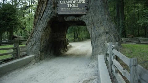 The Chandelier Tree in Drive-Thru Tree Park 17 Stock Footage 145884420
