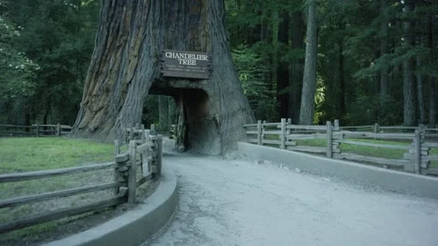 The Chandelier Tree in Drive-Thru Tree Park 15 Stock Footage 145884490