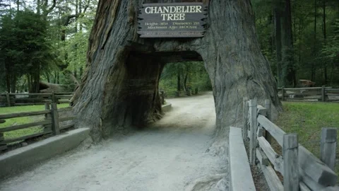The Chandelier Tree in Drive-Thru Tree Park 14 Stock Footage 145884603