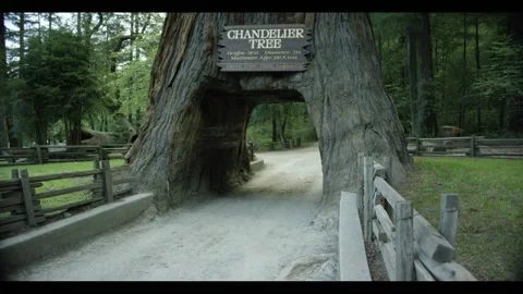 The Chandelier Tree in Drive-Thru Tree Park 14 Stock Footage 145884666