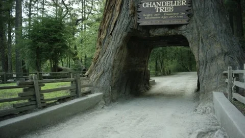 The Chandelier Tree in Drive-Thru Tree Park 13 Stock Footage 145884703