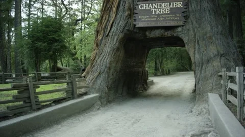 The Chandelier Tree in Drive-Thru Tree Park 22 Stock Footage 145884760