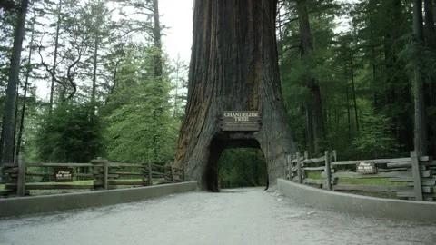 The Chandelier Tree in Drive-Thru Tree Park 03 Stock Footage 145884938