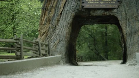 The Chandelier Tree in Drive-Thru Tree Park 04 Stock Footage 145885082